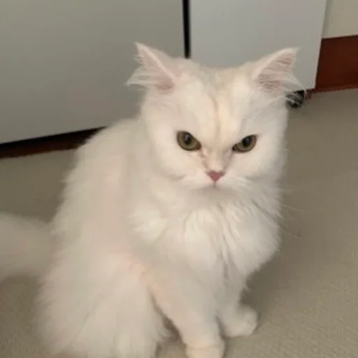 피카츄엄마