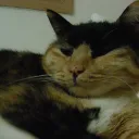 차티스트가되어보자