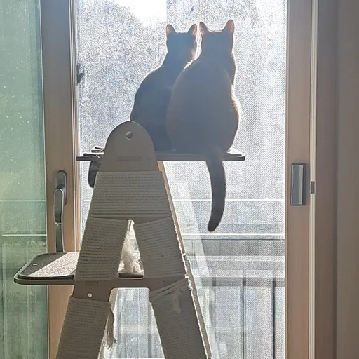 살찐고양이